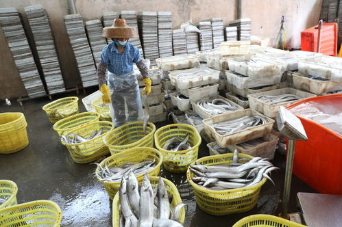 原创组图丨儋州白马井渔娘 海边奋斗的女人,水产加工的光影人生