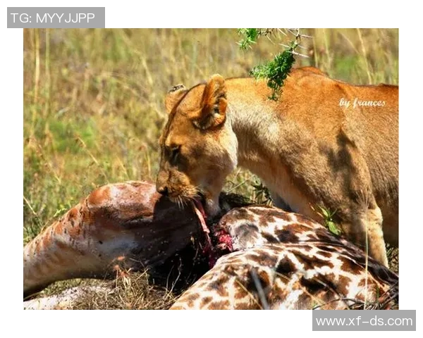 肯尼亚与坦桑尼亚的足球对决:历史战绩与未来展望 肯尼亚与坦桑尼亚的足球对决:历史战绩与未来展望